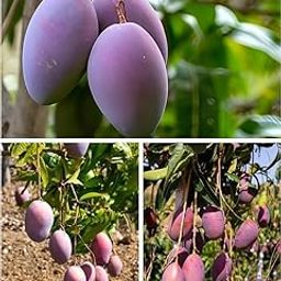 Thai All Time Mango Plant Grafted (Height 1-2 Feet) Fruit After 9-12 Month All Season Mango Plant Hybrid Thailand Baramasi Mango Tree Live Fruit Plant For Home Garden-image-92