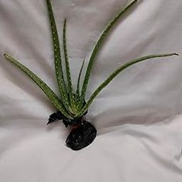 Live Aloe Vera Plant, 27 cm Tall, Mature Succulent with Roots-image-86