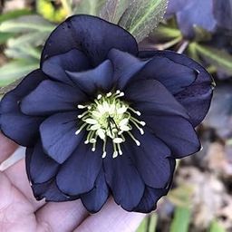 SVG® Hellebore Imported Flower Bulbs For Home Gardening, Pack Of 2 Bulbs (Dark Black)-image-49
