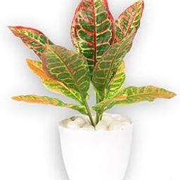 The Dekkorit Artificial Green Decor Plants for Indoor Usage of Desk, Home, Offices, Living Rooms, Bedroom, Kids Room, Study Table, Centre Table of Size - 12 Inches-image-16