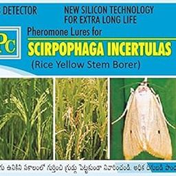 Pheromone Lures for Scirpophaga incertulas - Replacement Lures (Rice Yellow Stem Borer) (Pack of 100 No's) Without Trap-image-5