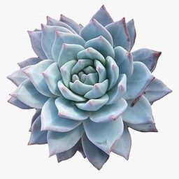 Original Laxmi Kamal Vastu Plant | Sempervivum Live Succulent Plant With Pot | Vastu Plant | Indoor Plant | Live Plant | Good Luck Plant (LAXMI KAMAL PLANT)-62