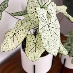 SVG® Caladium Flower Bulbs for Planting and Gardening, Pack Of 1 Bulbs (White With Green)-image-44