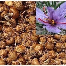 Bloom Bazaar Saffron Flower Bulbs for Garden, Pack of 3-picture-22