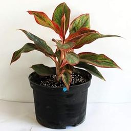 All Season Gardens Red Aglaonema Siam Aurora Chinese Evergreen Plant In Pot-image-28