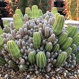 Air Purifier All Seasons Growing Mix Succulent Seeds- 35 Seeds - Grow Year Round-image-53