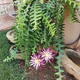 Fishbone Cactus (Epiphyllum anguliger) Plant-image-53