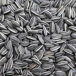 Sage Square Sunflower Seeds Birds Food for Grey Parrot, Indian Parrots, Macaw, Cockatoo and Exotic Birds and Other Small & Big Pet Birds (500G), 1 Count-5