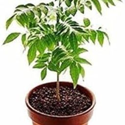 The Entacloo Curry Leaf Plant (LV-456)-picture-25