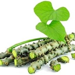 Aastha Store Natural Giloy Stem | Tinospora Cordifolia | Pure & Sun-Dried Guduchi Sticks for Immunity, Detox & Wellness | Ayurvedic Herb for Kadha, Juice, Home Remedies | 250g Pack-image-1