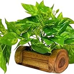 fancymart Artificial Money Plant with Woodlog Pot with Height 18 cm use as a Hanging or Tabletop for Home & Office Décor-image-13