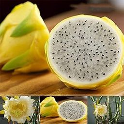 Royal Paradise Garden Rare Yellow Skin White Flesh Dragonfruit Live Plant-image-33