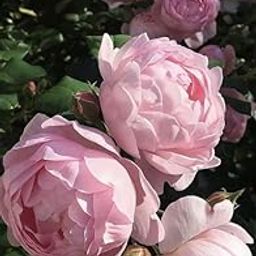 Imported Rare Big Size Variety Mix Peonies, Peony Flower bulb Easy Growing For all Season Gardening In Home And Garden Pack Of 1 Flower bulb-image-17