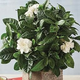 All Seasons Gardenia/Gandharaj Live Plant - Fragrant Blooms Choice for Home & Garden (Without Pot) Gardenia Flowering Plant – (Pack of 1)-image-59