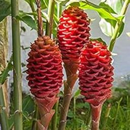 Rare Zingiber zerumbet Shampoo Ginger, Bitter Ginger Pinecone Ginger 3 Bulbs For Planting-image-83