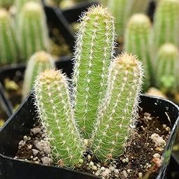 Peanut Cactus Live Plant | For Balcony, Indoor, House, Bedroom, Table, Living Room, Office Decor Gift (1)-image-19