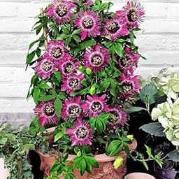 GROW PURPLE FLOWER VINE RAKHI BEL PASSION FLOWER INDOOR OUDOOR SACRED OR PUJA PLANT KRISHNA KAMAL VASTU PERFECT FOR GIFT RAKHI BEL IN WITH-image-38