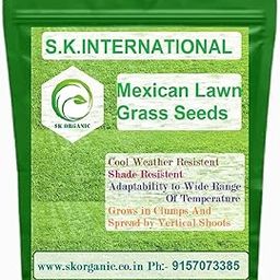Lawn Grass Seeds, Mexican, Cool Weather Resistant, Shade Resistant, Wide Temperature Adaptability, Clump Growth, 100 gms Covers 70 sq ft-image-31