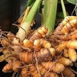 Mnajal/Haldi- VENUS-ONLINE Tubers Rhizomes of Medicinal Turmeric/Haldi/Mnajal (Curcuma longa) with high curcumin- 2 Live healthy plants-image-5