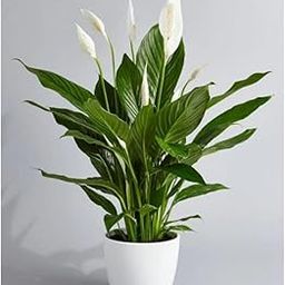 The Green Beach Live Air Purifier Peace Lily Plant, Spathiphyllum Live Indoor Plant in Pot-image-89