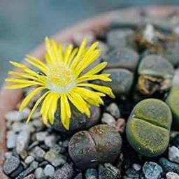 Kiddos Castle Futaba Lithops Pseudotruncatella Living Stone (Lithops) Rare Succulent Seeds - 50 Seeds-image-91