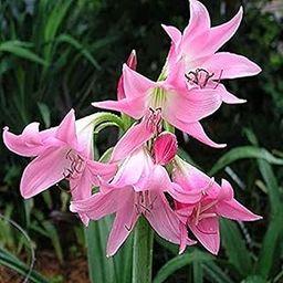 PLANTOGALLERY Aromatic Flower Crinum Pink Large Bulb Lily-Pack of 5 Bulbs-image-59