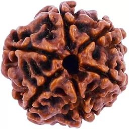 6 Mukhi Pure Rudraksha bead,Certified, /Original Six Mukhi Rudraksh bead/Natural Six faced Rudraksha bead (Brown) with Certificate and Puja Instructionsx17-picture-54