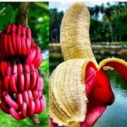 Banana Sweet Red Banana/Red Kela Fruit Tree Hybrid Most Popular Home/Roof Garden Fruit Tree Plant.-image-70