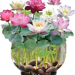 100% Germination Lotus Mix Flower Seeds All Mix Color Growing Lotus Kamal Gatta Seed,Home Gardening, Live Water plant for Pond, Rosary of Kamalgatta, Makhana Seed, Water Lily (PACK OF 30)-image-20