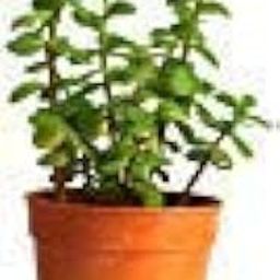 Dipa Gerden The Bonsai Plants Good Luck Indoor Jade Plant with Pot-image-90