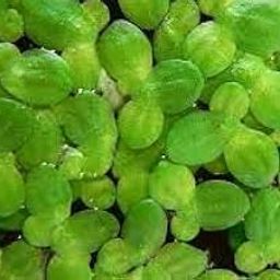 Duckweed plants floating water plant live, Water live floating plants duckweeds (pack of 500)-picture-17