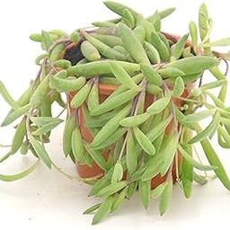 String of Rubies - Trendy Necklace Plant | Orhonna Capensis Succulent | Indoor Plant |-image-7