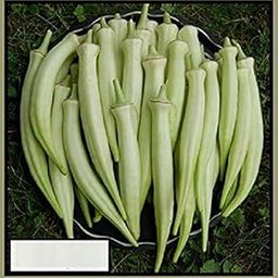 Vibex-™ PUSA-925-Heirloom F1 Hybrid variety White okra Seeds-image-28