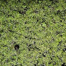 Small Duckweed (Wolffia globosa) Live Plant | Watermeal Floating Plants for Pond/Aquarium | Natural Biological Filter | Smallest Flowering Plant (Pack of 150+)-image-47