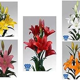 Asiatic lily/Lilium bulbs (Pack of 5 Mix Color Bulbs), Asiatic Lily Bulbs, Pack of 5 Mix Color Bulbs-image-29