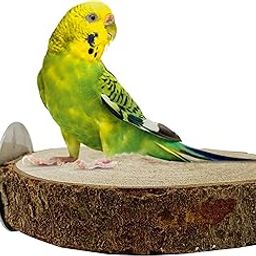 Congo® 5 Inch Essential Wooden Round Platform for Budgies, Lovebirds and Other Birds (Piece of 1)-picture-29