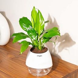 Kyari Peace Lily Live Plant with White White Self Watering Pot - Oval Pot 4 Inch-image-66