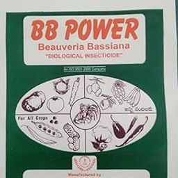 K N Biosciences BB Power Insect Control Beauveria bassiana Organic, Pack of 1Kg-picture-23