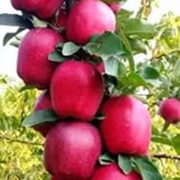 Live Red Apple Fruit Plant I This Variety is Supporting all india Weather-9