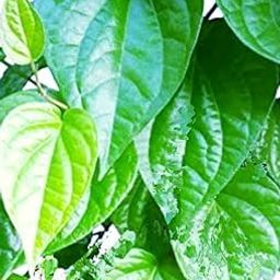 Betel Leaf/Banarasi Maghai Paan Rare Healthy Live Plant | Tamalapaku Paan Leaf Healthy Live Plant Indoor &Outdoor Plant (Above 6-12 Inch) - Pack of 1.-image-37
