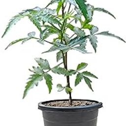 Live Neem (Medicinal Plant) For Garden and Indoor, Live (Azadirachta indica) With Black plastic Pot-image-49