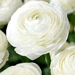 SVG® Ranunculus Imported Holland Flower Bulbs for Your Home and Gardening Pack of 2 Bulbs (WHITE)-image-95
