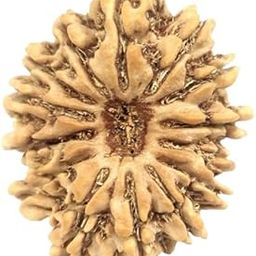 14 Mukhi Rudraksha Nepali 14 Mukhi Rudraksha Original Certified 24mm Pendant 14 Face Rudraksha Original Nepal 14 Mukhi Rudraksha Nepal Chuda Mukhi Rudraksha चौदह मुखी रुद्राक्ष हनुमान जी आशीर्वाद Fourteen Mukhi Rudraksha-picture-37