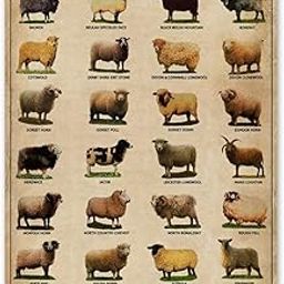 Vintage Art Farm Decor Metal Plaque Breeds Of Sheep ​Home Decor Metal Sign For Home Kitchen Garden Farmhouse Ranch Wall Art Decor 12x16 Inch-image-5