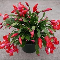 NEW DEBNATH NURSERY, Christmas Cactus Baby Pink, Zygo cactus, Crab Cactus Live Plant,A5-image-12