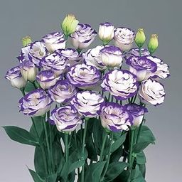 Lisianthus flower live plant mix colour-image-9