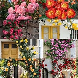 Ritz Farming® Climbing Rose Flower Seeds for Home and Kitchen Gardening Pack of 200 seeds (ALL COLOR SHADE)-image-44