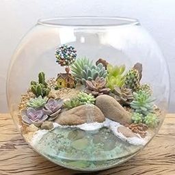 SHOBHANA ENTERPRISES Crystal Clear Glass Fish or Terrarium Round Bowl W/C (16 Inch)-picture-12