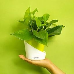 KYARI Money variegated Indoor Plants for Living Room | Live Plants | Plants with Parrot Green Self Watering Pot for Home | Air purifier plants | Plants for Home Decor | Plants for Garden & bedroom-image-61