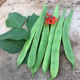 Golden Bloom All Time Hybrid Sem Phali Lima Beans Seeds Beej Seed (25+ per packet)-image-91